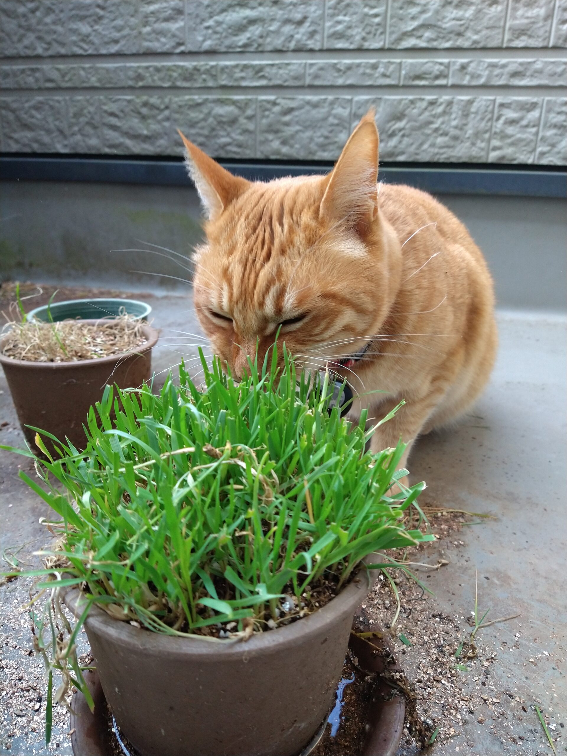 猫草（キャットグラス）の育て方＆長持ちさせる方法